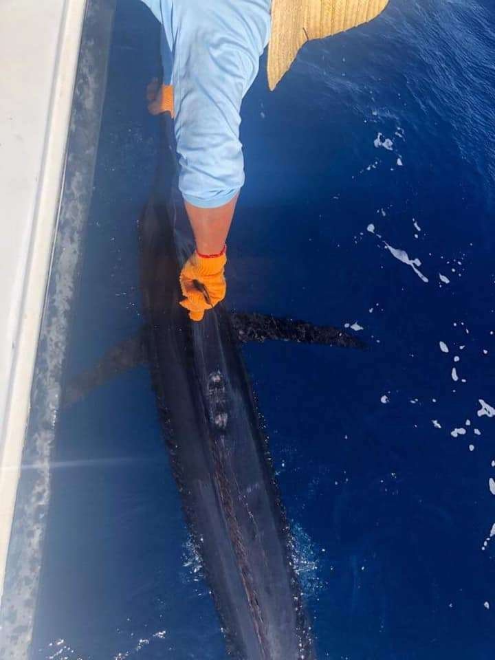 Capullo Tamarindo full day charter blue marlin
