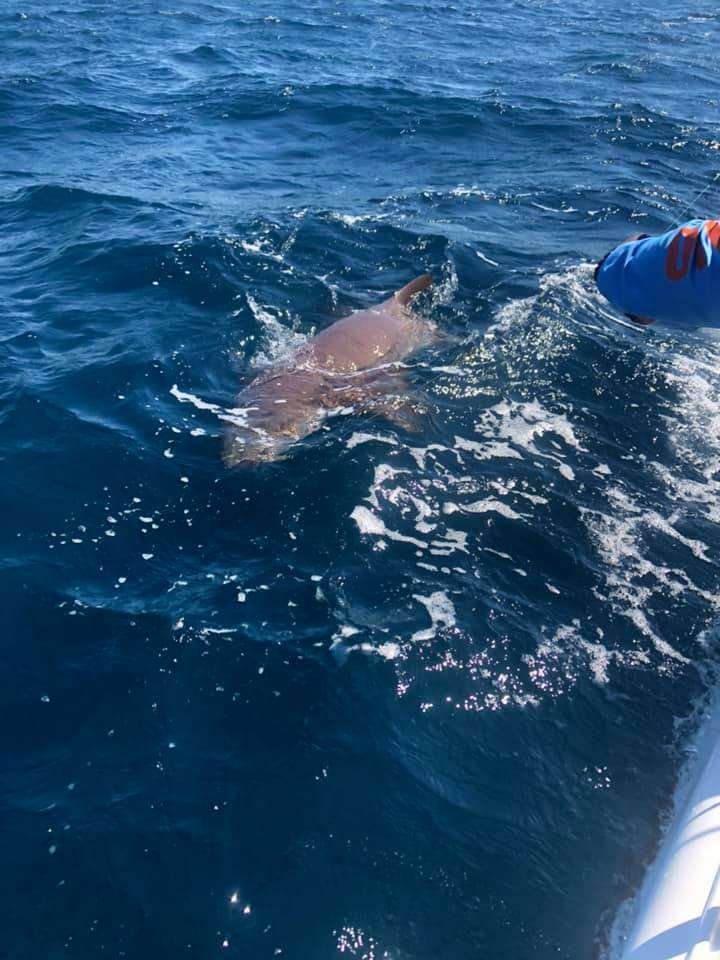 Rainbow Runner Tamarindo half day charter shark