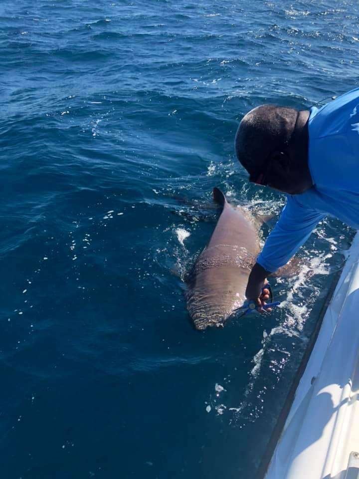 Rainbow Runner Tamarindo half day charter shark