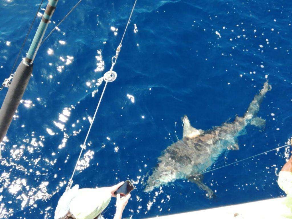 Outcast Tamarindo half day charter shark