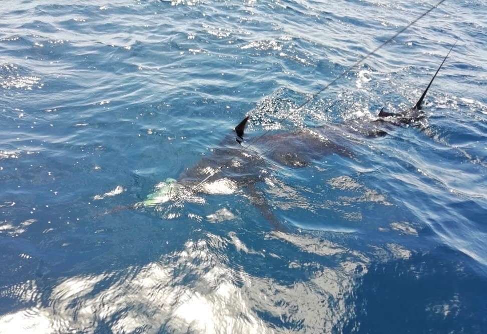 Talking Fish Tamarindo full day charter blue marlin