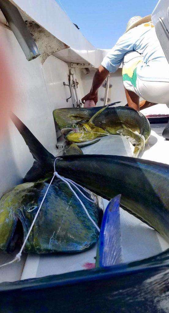 Capullo Tamarindo half day charter dorado