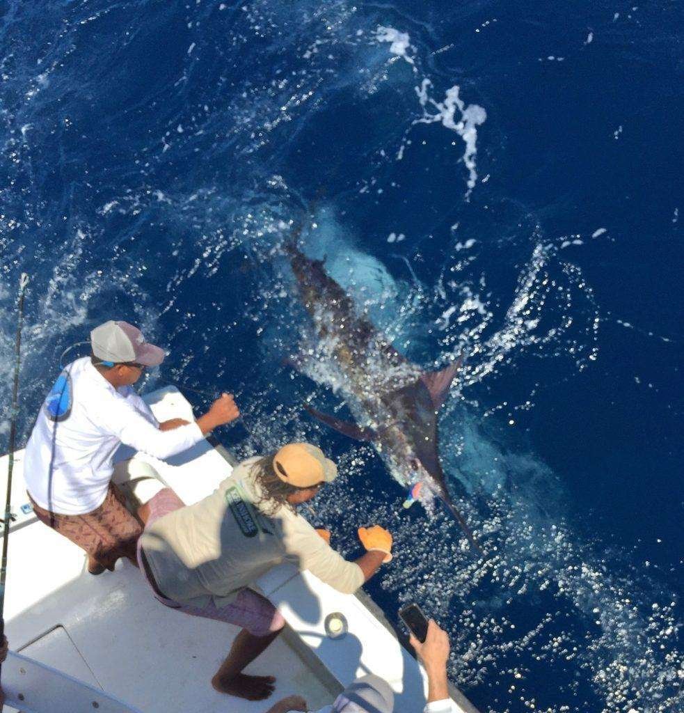 Talking Fish Tamarindo full day charter blue marlin