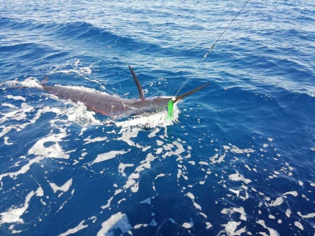 Outcast Tamarindo full day charter blue marlin