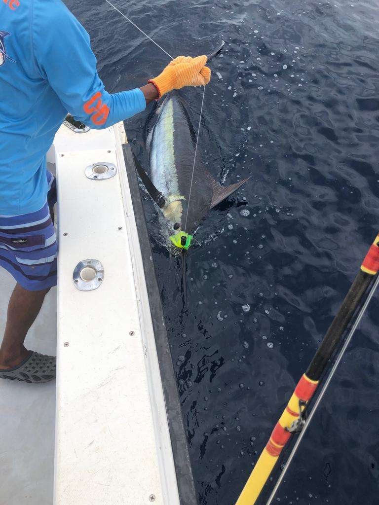 Capullo Tamarindo full day charter blue marlin