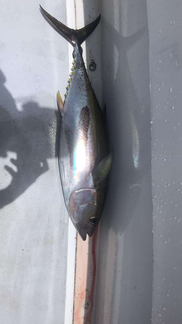Capullo Tamarindo half day charter yellowfin tuna