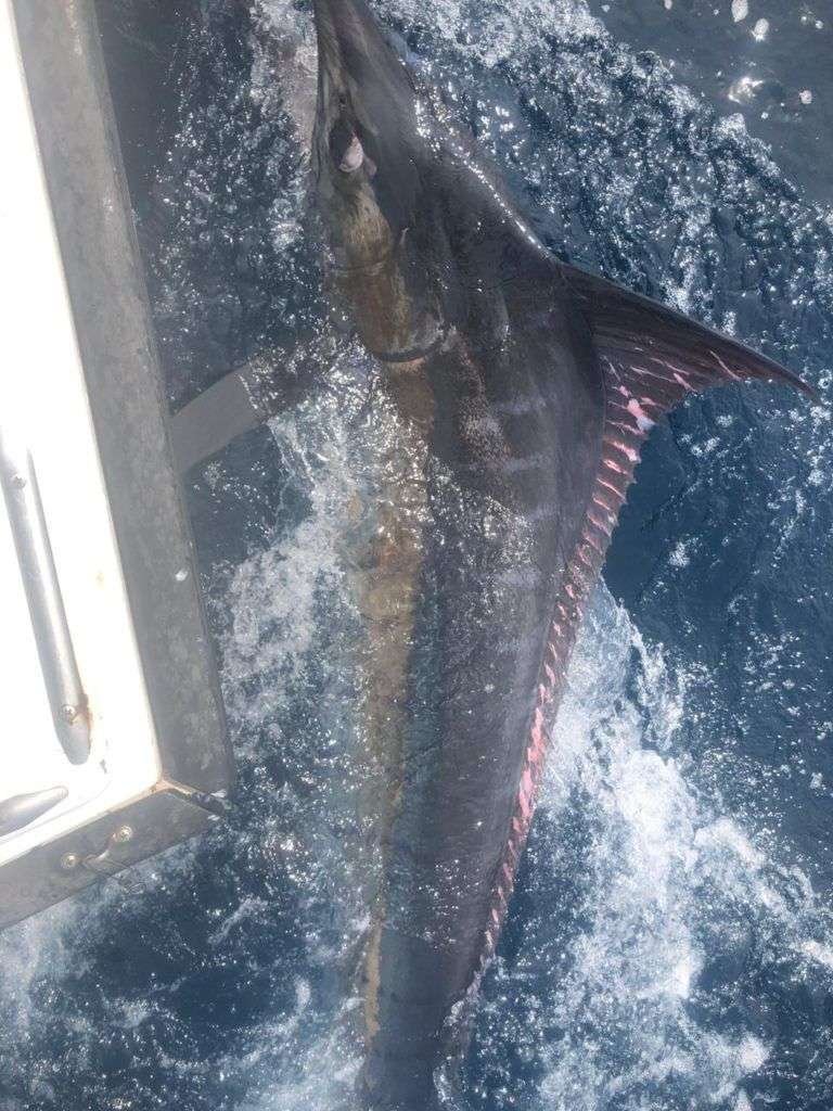 Capullo Tamarindo half day charter marlin