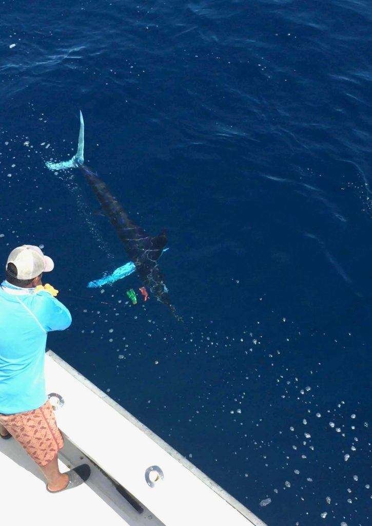 Talking Fish Tamarindo full day charter striped marlin