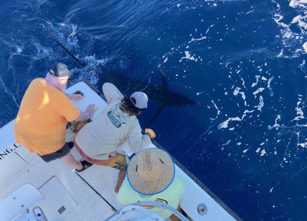 Talking Fish full day charter blue marlin
