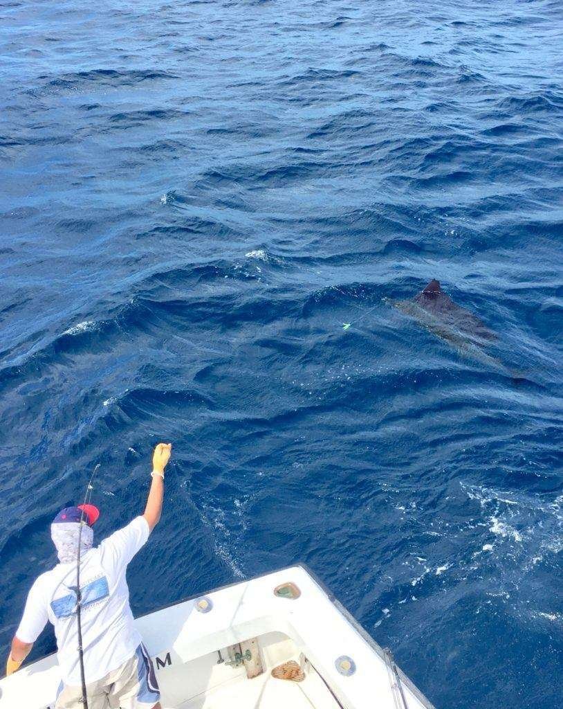 Talking Fish full day charter sailfish