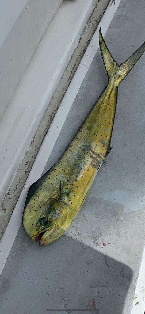 Capullo Tamarindo full day charter dorado