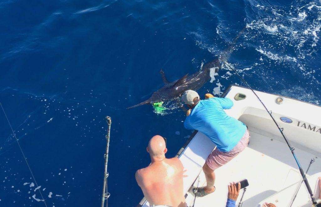 Talking Fish full day charter blue marlin