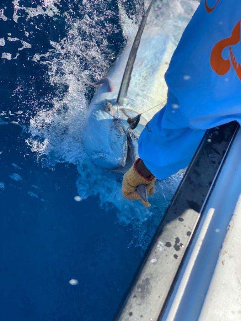 Capullo Tamarindo half day charter blue marlin