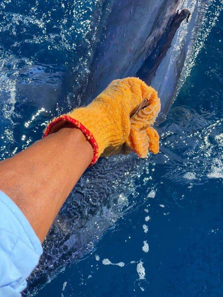 Capullo Tamarindo half day charter blue marlin