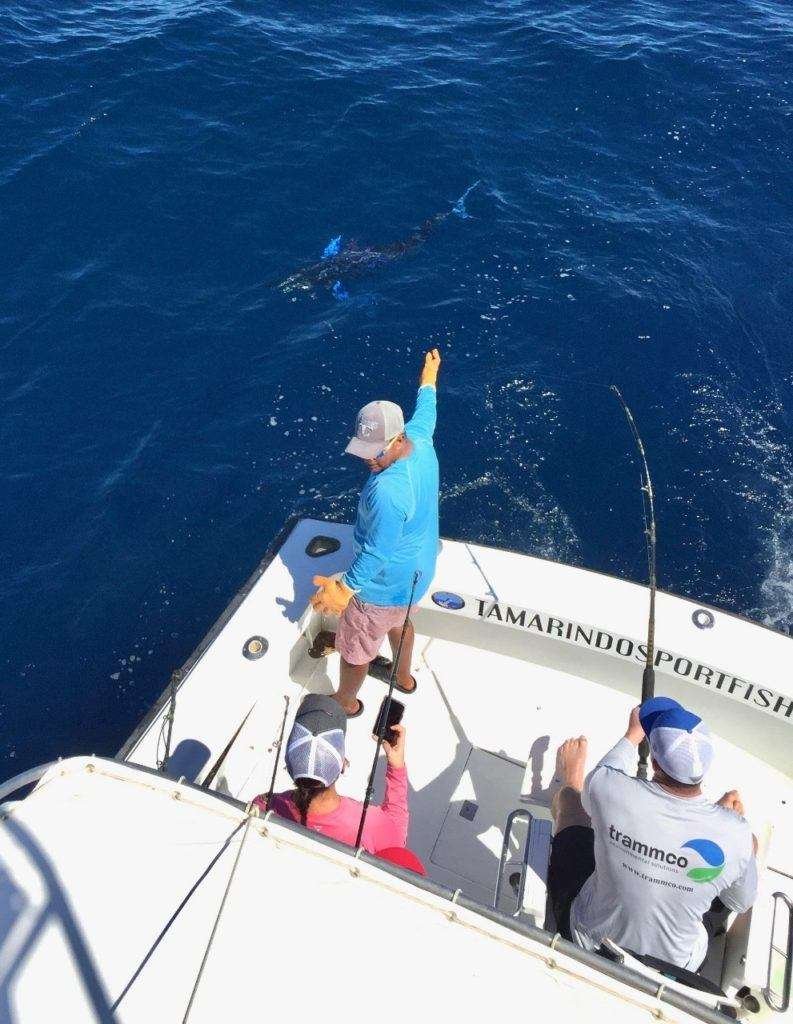 Talking Fish Tamarindo full day charter striped marlin