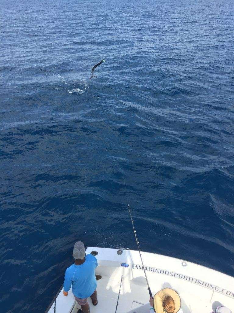 Talking Fish full day charter sailfish