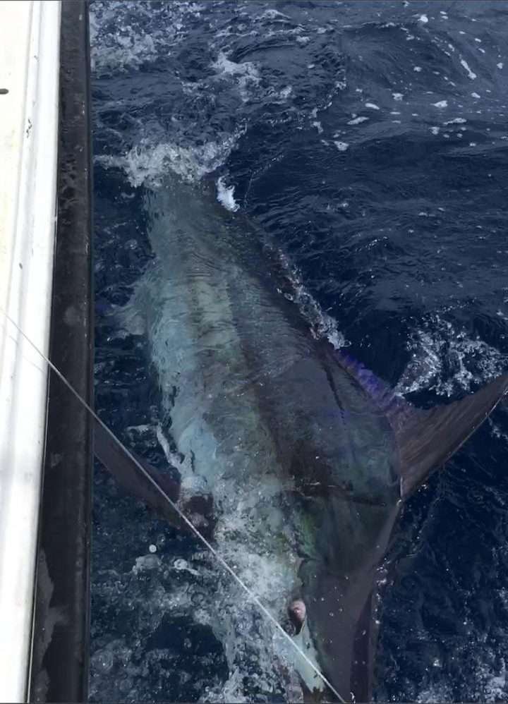 Capullo Tamarindo full day charter blue marlin
