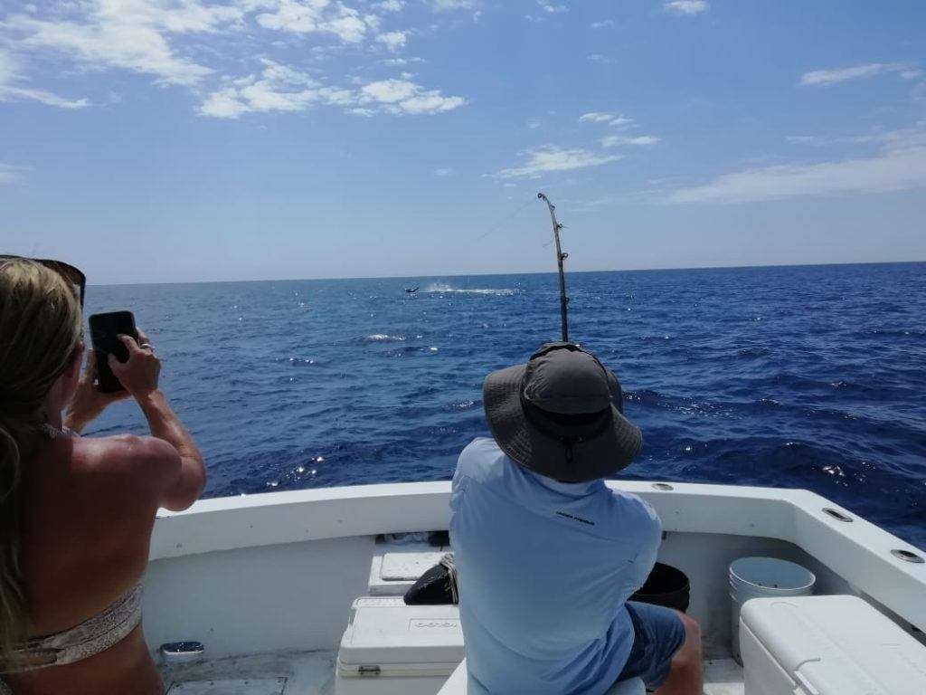 Salsa Tamarindo half day charter blue marlin
