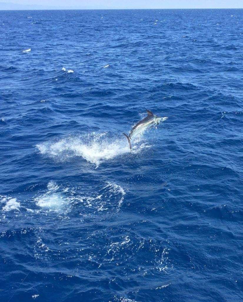 Talking Fish Tamarindo full day charter blue marlin