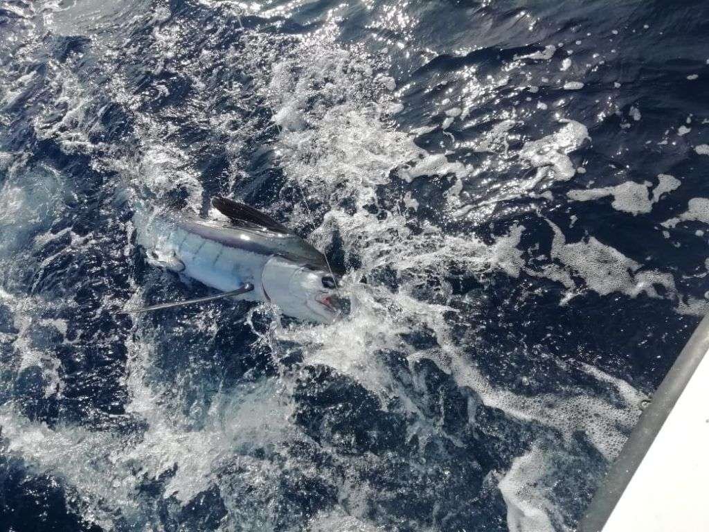 Salsa Tamarindo full day charter striped marlin