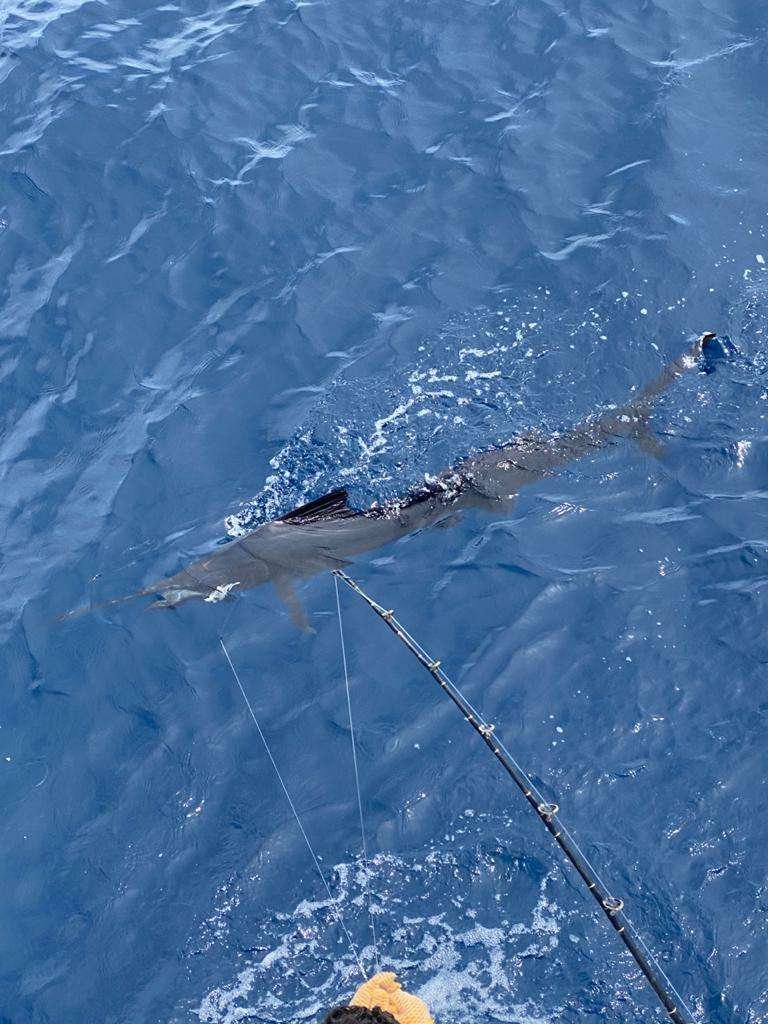 Coyote Tres Tamarindo full day charter sailfish