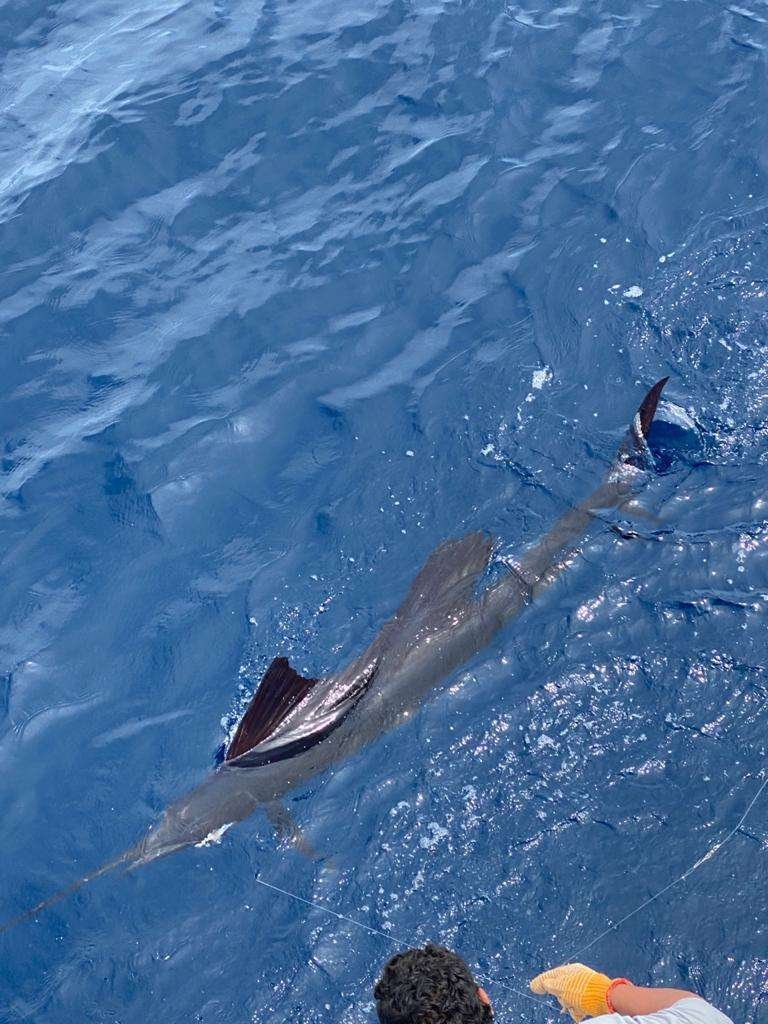 Coyote Tres Tamarindo full day charter sailfish