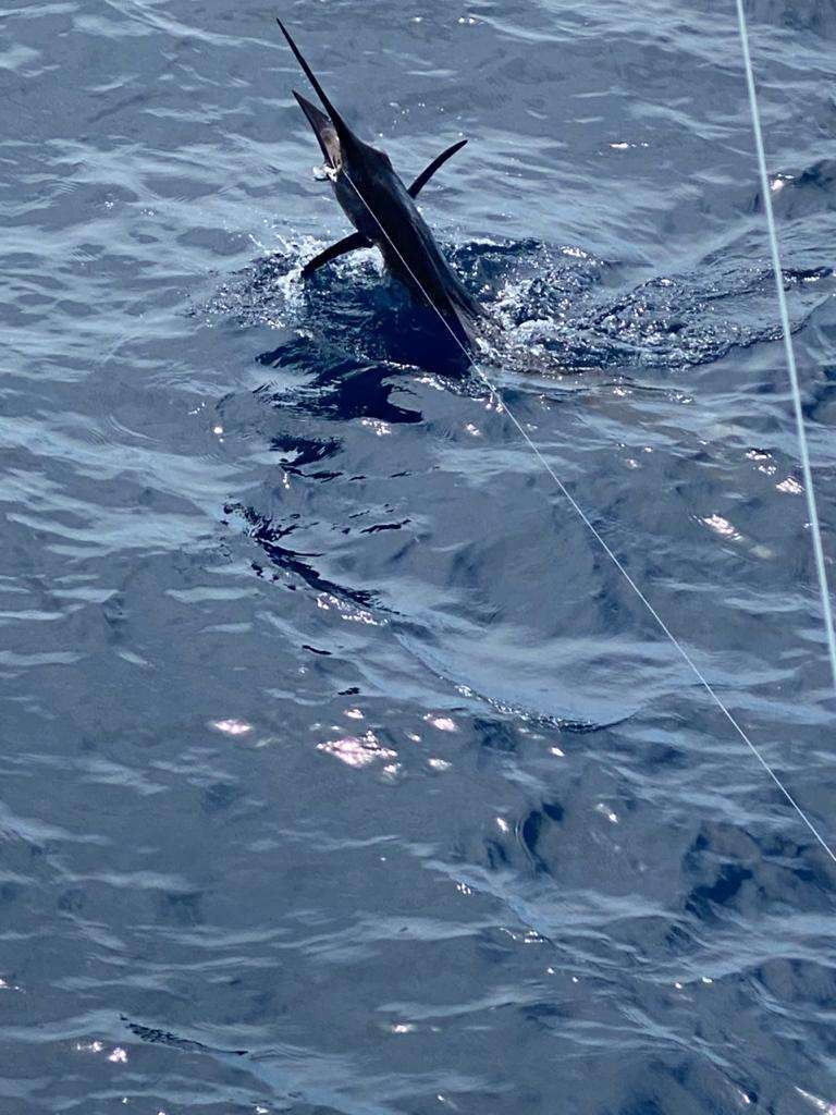 Coyote Tres Tamarindo full day charter sailfish