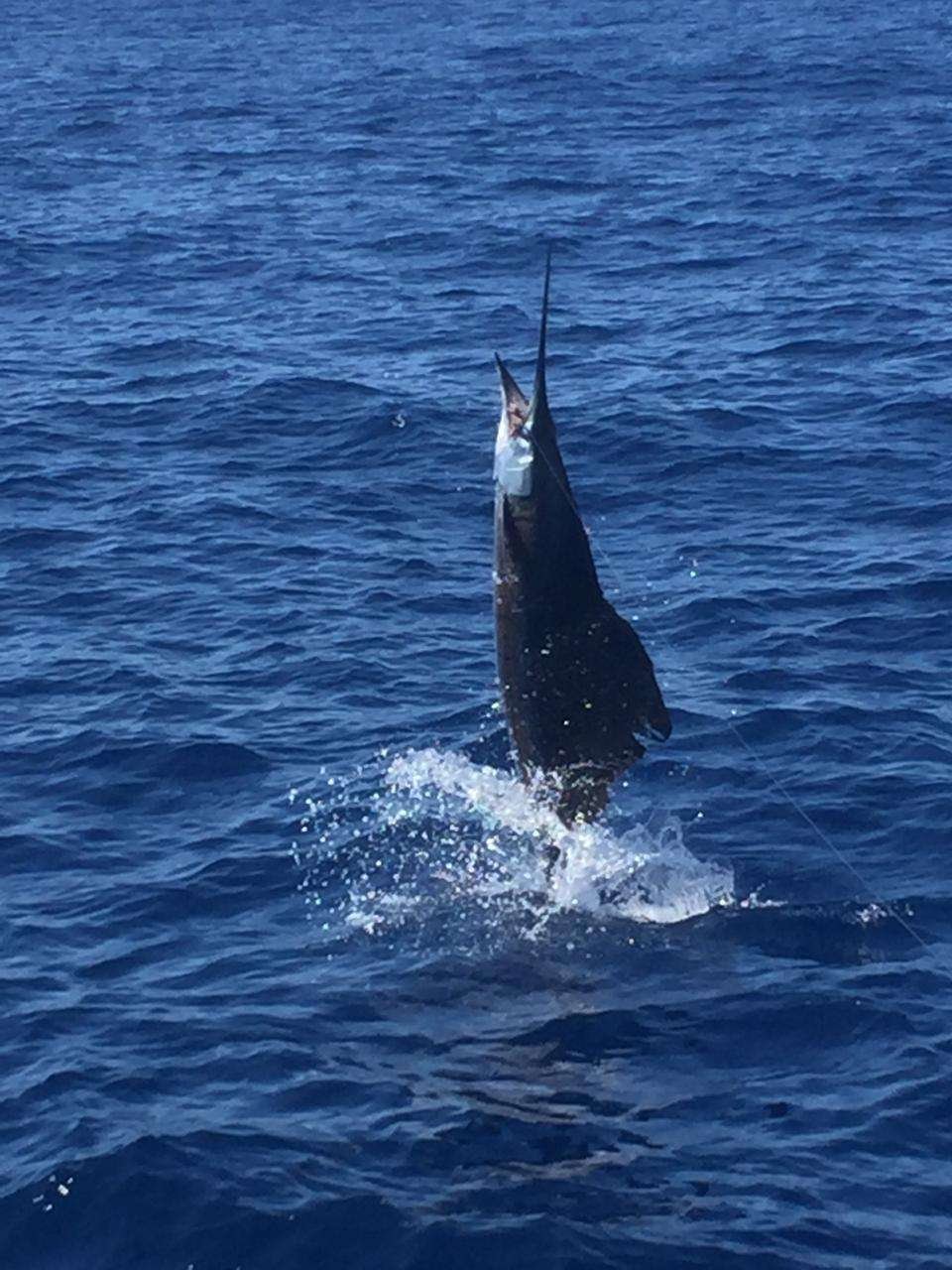 Coyote Tres Tamarindo full day charter sailfish