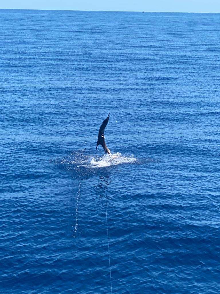 Coyote Tres Tamarindo full day charter sailfish
