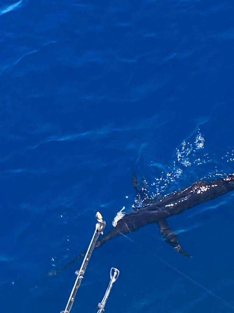 Coyote Tres Tamarindo full day charter sailfish