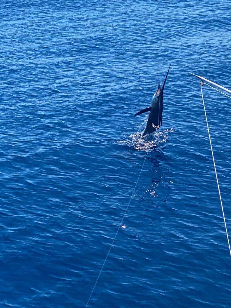 Coyote Tres Tamarindo full day charter sailfish