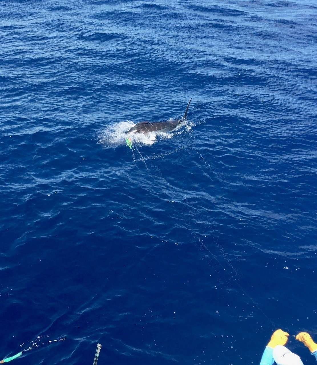 Talking Fish Tamarindo ¾ day charter blue marlin