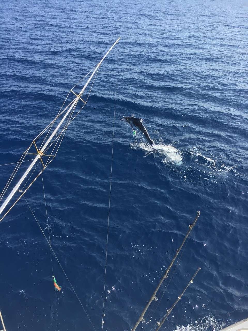 Talking Fish Tamarindo full day charter blue marlin
